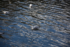 Chroicocephalus ridibundus