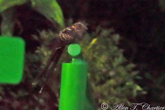 Uropsalis segmentata