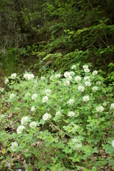 Trifolium pignantii
