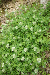 Trifolium pignantii