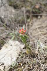 Adonis flammea