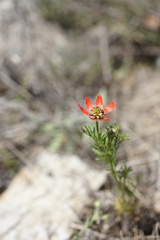 Adonis flammea