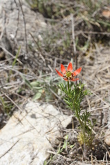 Adonis flammea
