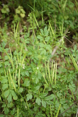 Cardamine graeca