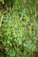 Cardamine graeca