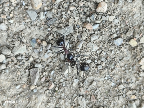 Polyrhachis lamellidens