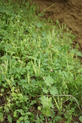 Cardamine graeca