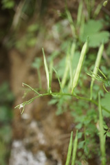 Cardamine graeca