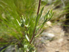 Pteronia centauroides