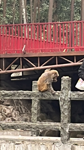 Rhesus Macaque