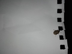 Sciocoris sideritidis