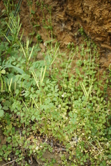 Cardamine graeca