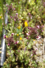 Parentucellia latifolia