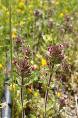 Parentucellia latifolia