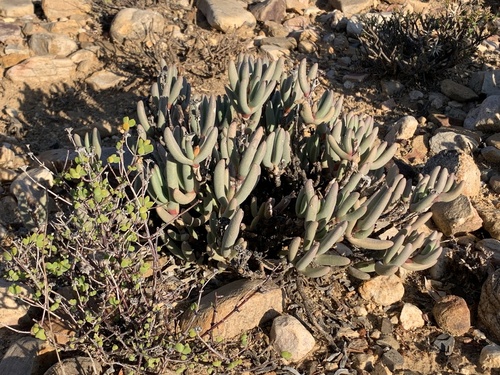 Hereroa fimbriata L.Bolus 4