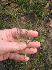 Planodes virginicum