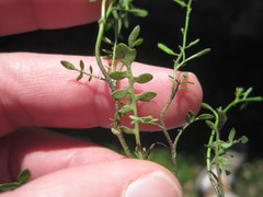 Planodes virginicum