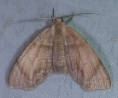 Achrosis excitata