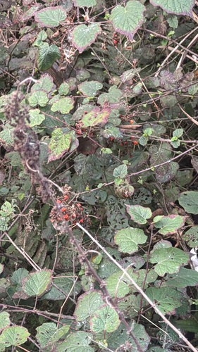 Rubus lambertianus