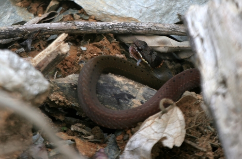 Collared Black-headed Snake