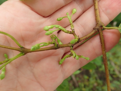 Gymnanthera oblonga, photograph 6