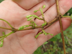 Gymnanthera oblonga, photograph (c) Ruth Palsson, some rights reserved (CC BY-SA)
