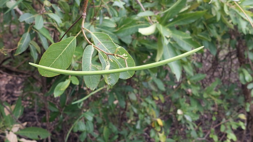 Harpoon Bud (Gymnanthera oblonga)