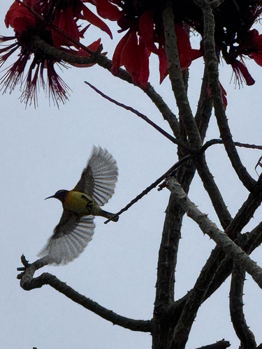 Palawan Sunbird (Cinnyris aurora), photo 7