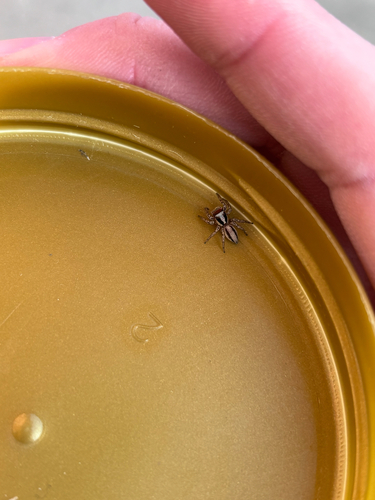 Plexippus setipes