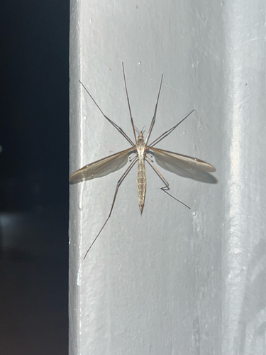 Unknown species found near McLaughlin Dr, Santa Cruz, CA, US