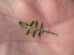 Planodes virginicum