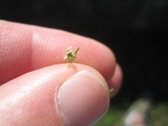 Planodes virginicum