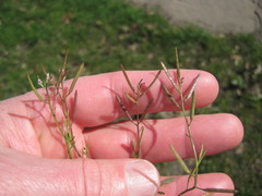 Planodes virginicum