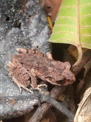 Leptobrachella ventripunctata