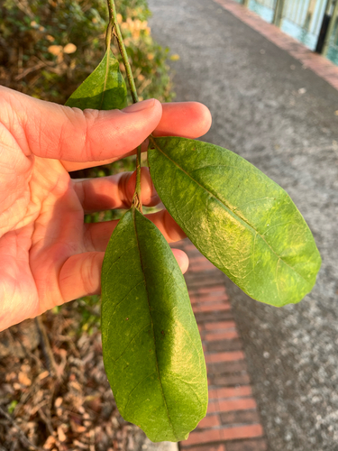 Eustigma oblongifolium, photograph 6