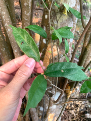 Eustigma oblongifolium, photograph (c) 呂一起(Lyu yi-chi), some rights reserved (CC BY)