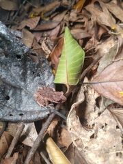 Leptobrachella ventripunctata