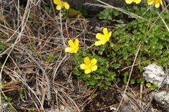 Ranunculus incomparabilis