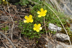 Ranunculus incomparabilis