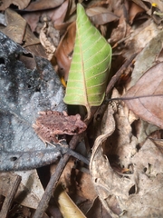 Leptobrachella ventripunctata