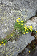 Ranunculus incomparabilis