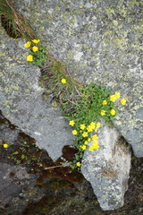 Ranunculus incomparabilis