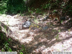 Lynx rufus escuinapae