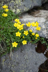Ranunculus incomparabilis