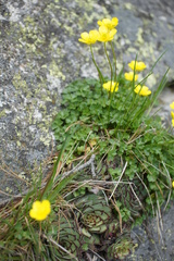 Ranunculus incomparabilis