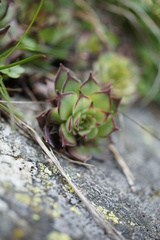 Sempervivum marmoreum