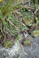 Sempervivum marmoreum