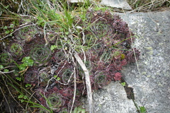 Sempervivum marmoreum