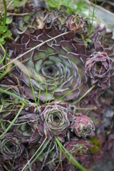 Sempervivum marmoreum