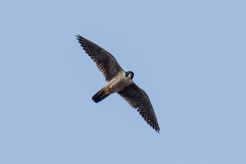 Peregrine Falcon